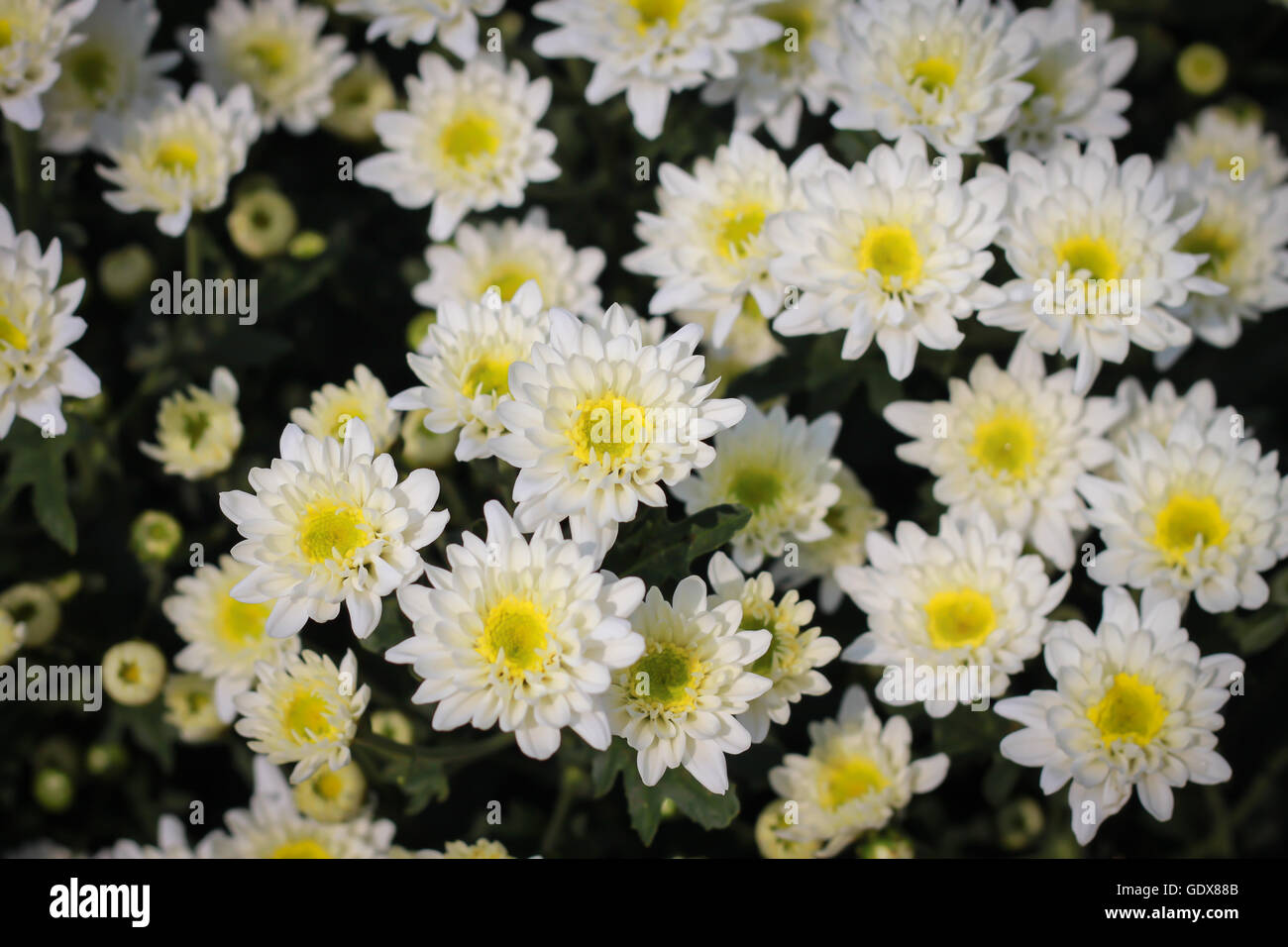 White chrysanthemum bunch hi-res stock photography and images - Alamy