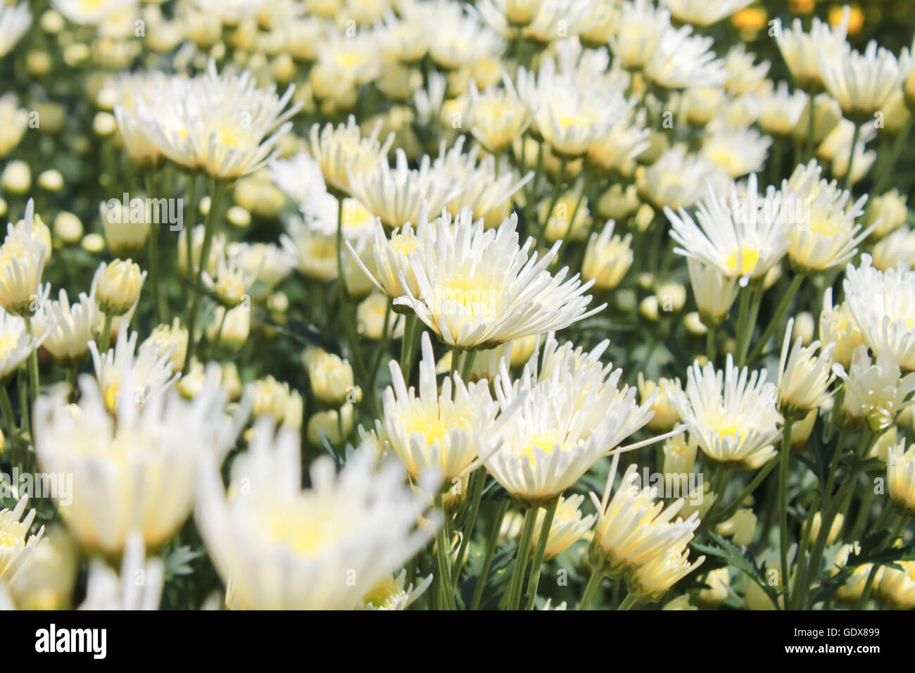 White chrysanthemum Stock Photo