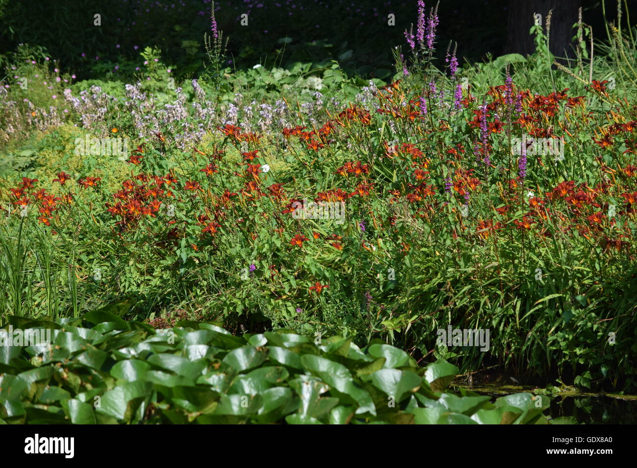wild flowers in the park Stock Photo - Alamy