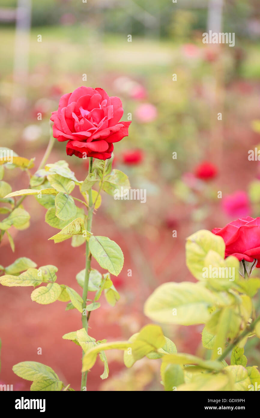 sweet red rose, vintage Stock Photo Alamy