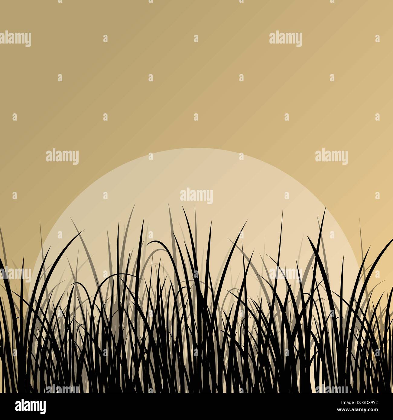 Lake reed and wild water plants detailed silhouettes outdoor