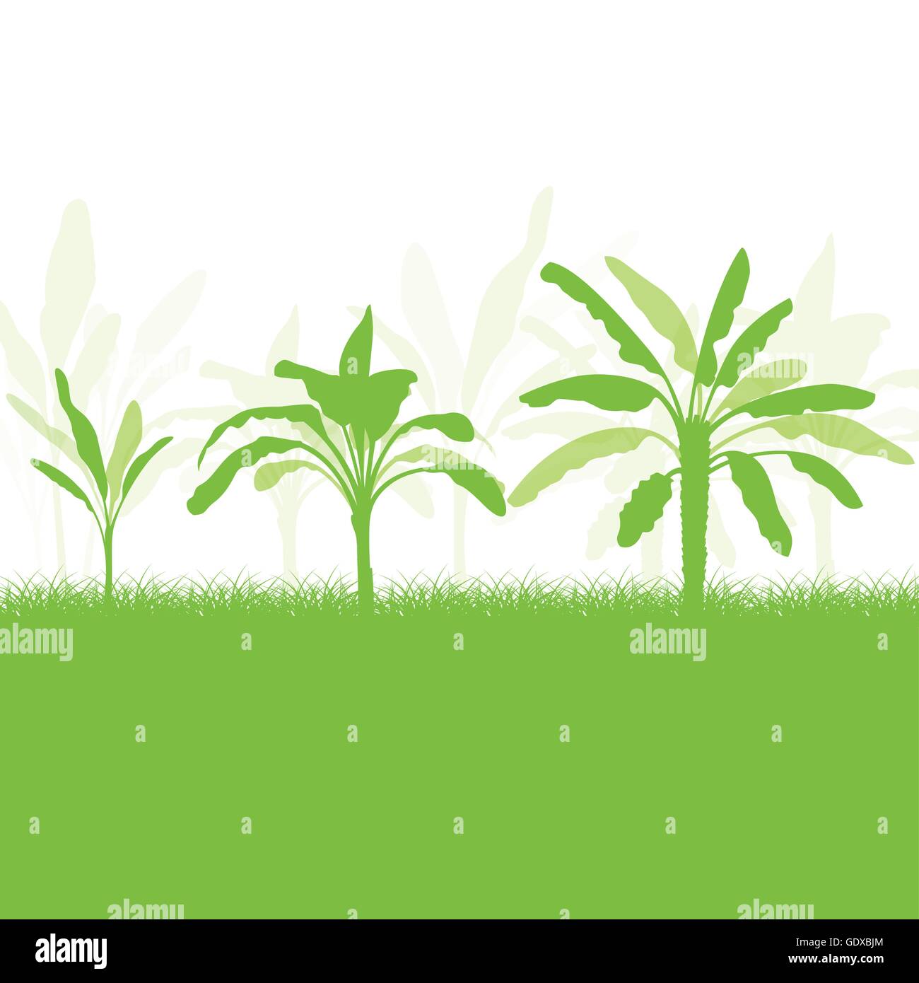 Banana tree, organic ecology background for poster Stock Vector