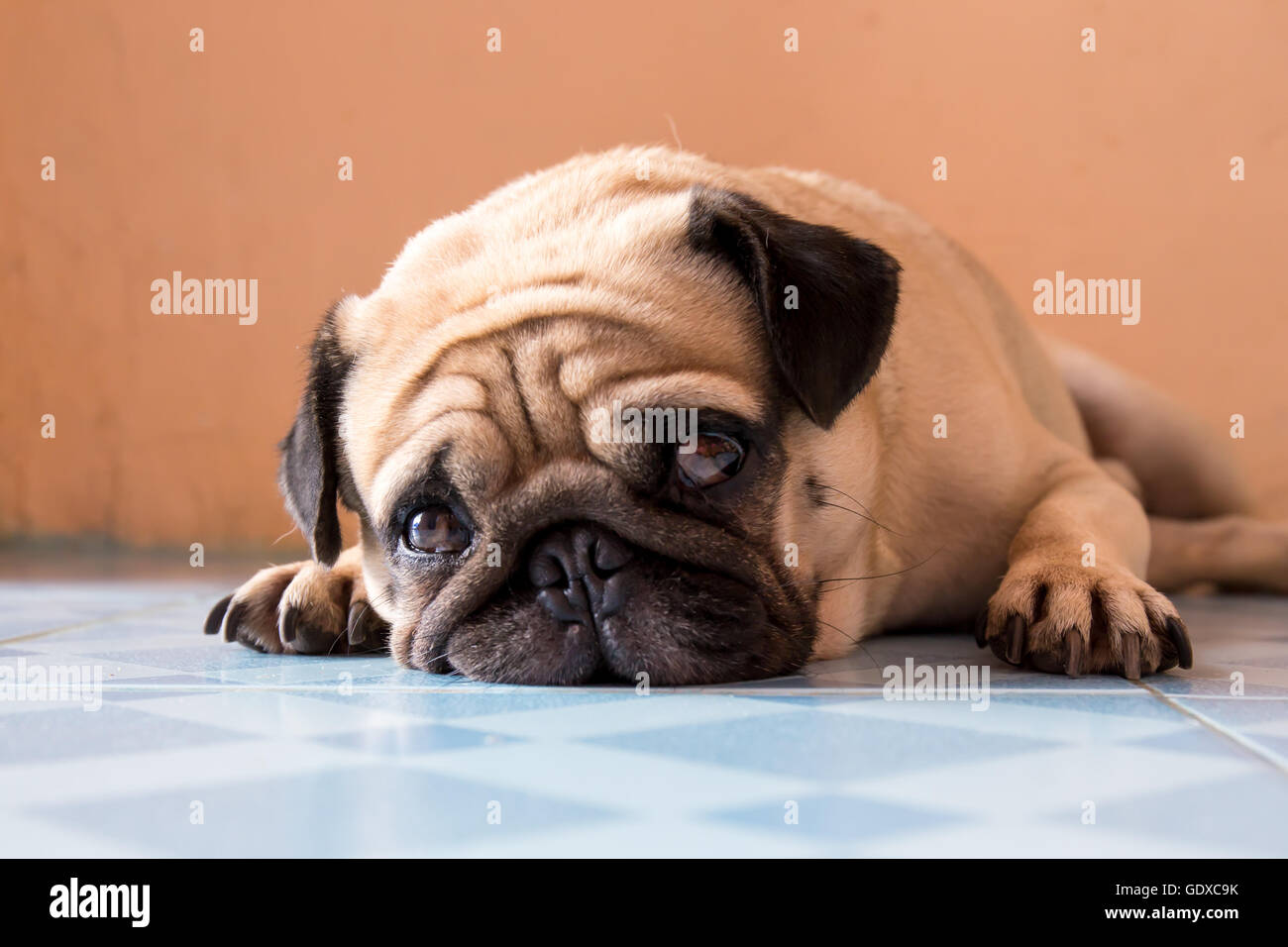 a cute Pug dog with a sad, fat face, sleep Stock Photo