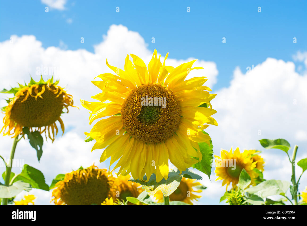 field of blooming sunflowers Stock Photo - Alamy