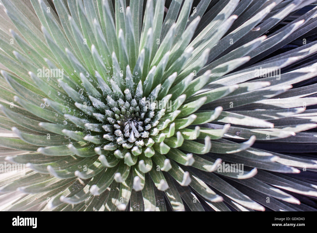 Hawaiian endemic plant hires stock photography and images Alamy