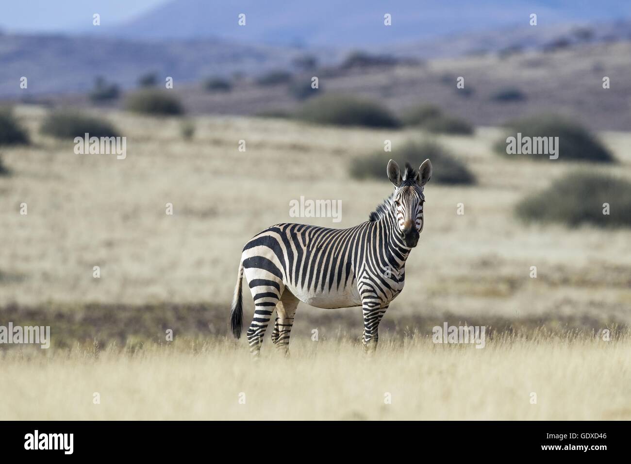 Hartmann's Mountain Zebra Stock Photo - Alamy