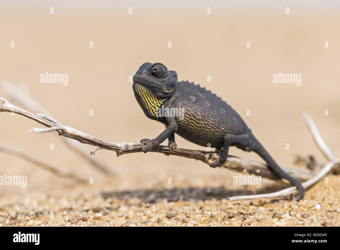 chameleon Stock Photo