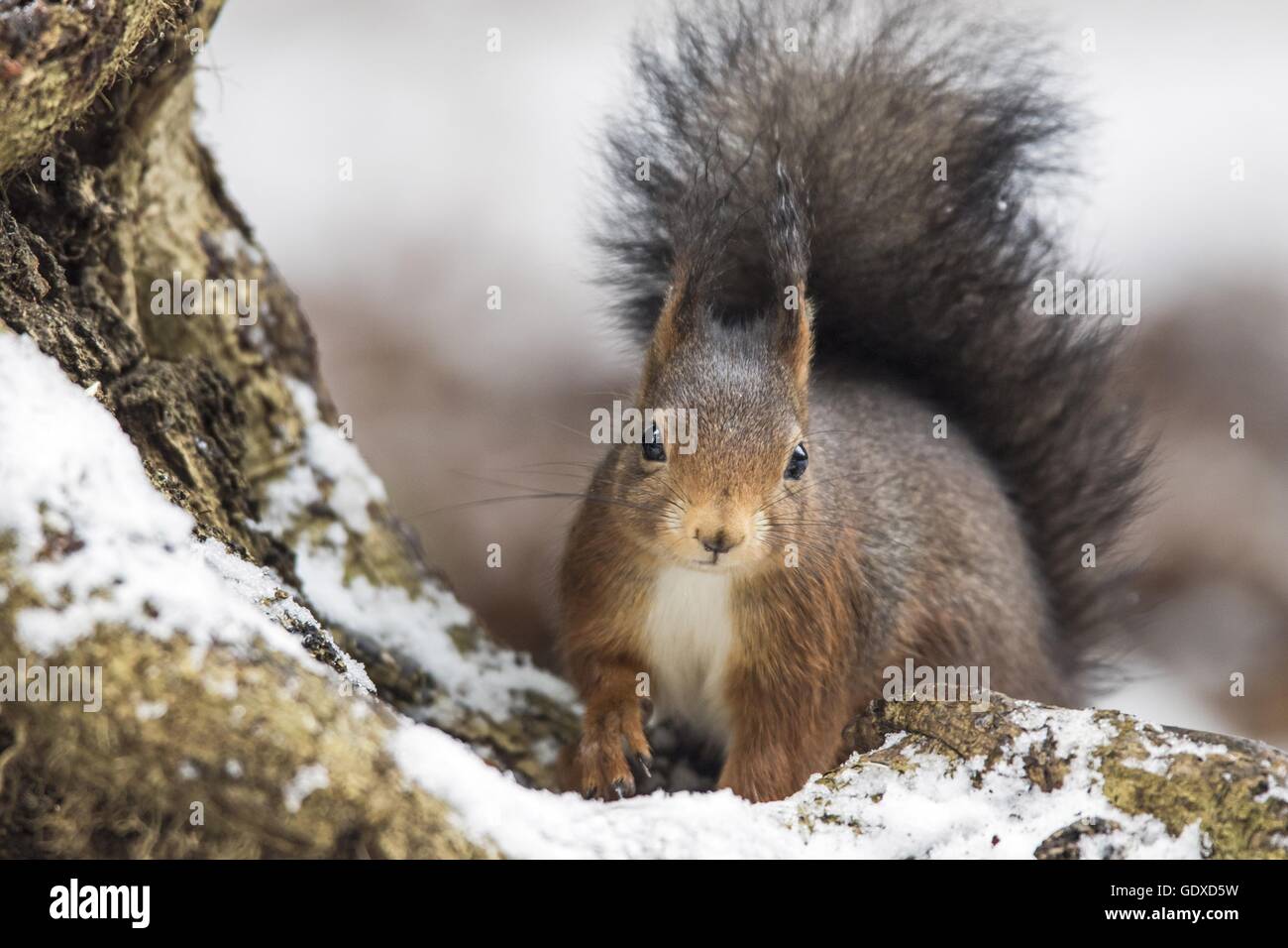 Red squirrels with camera hi-res stock photography and images - Alamy