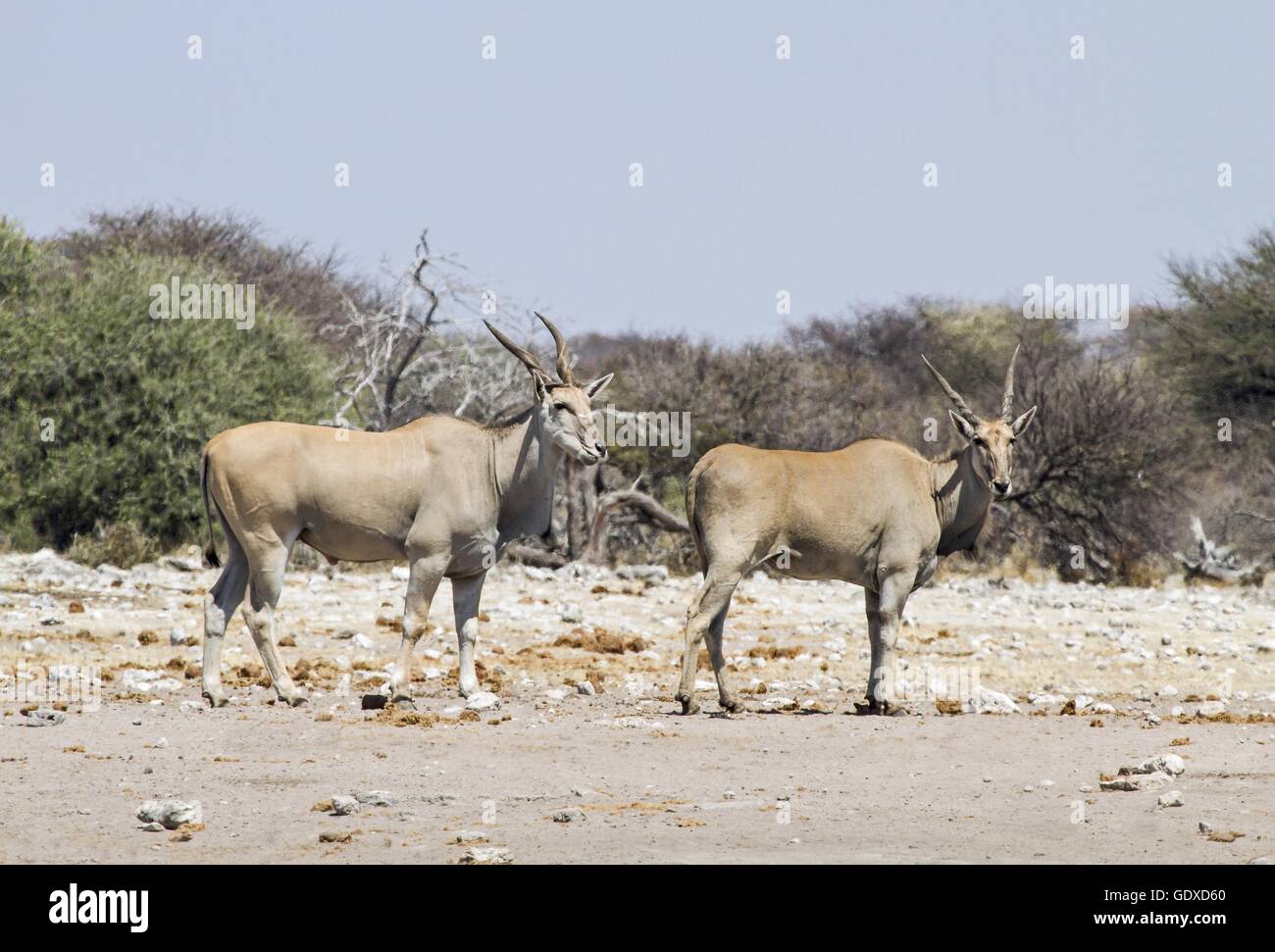 common elands Stock Photo