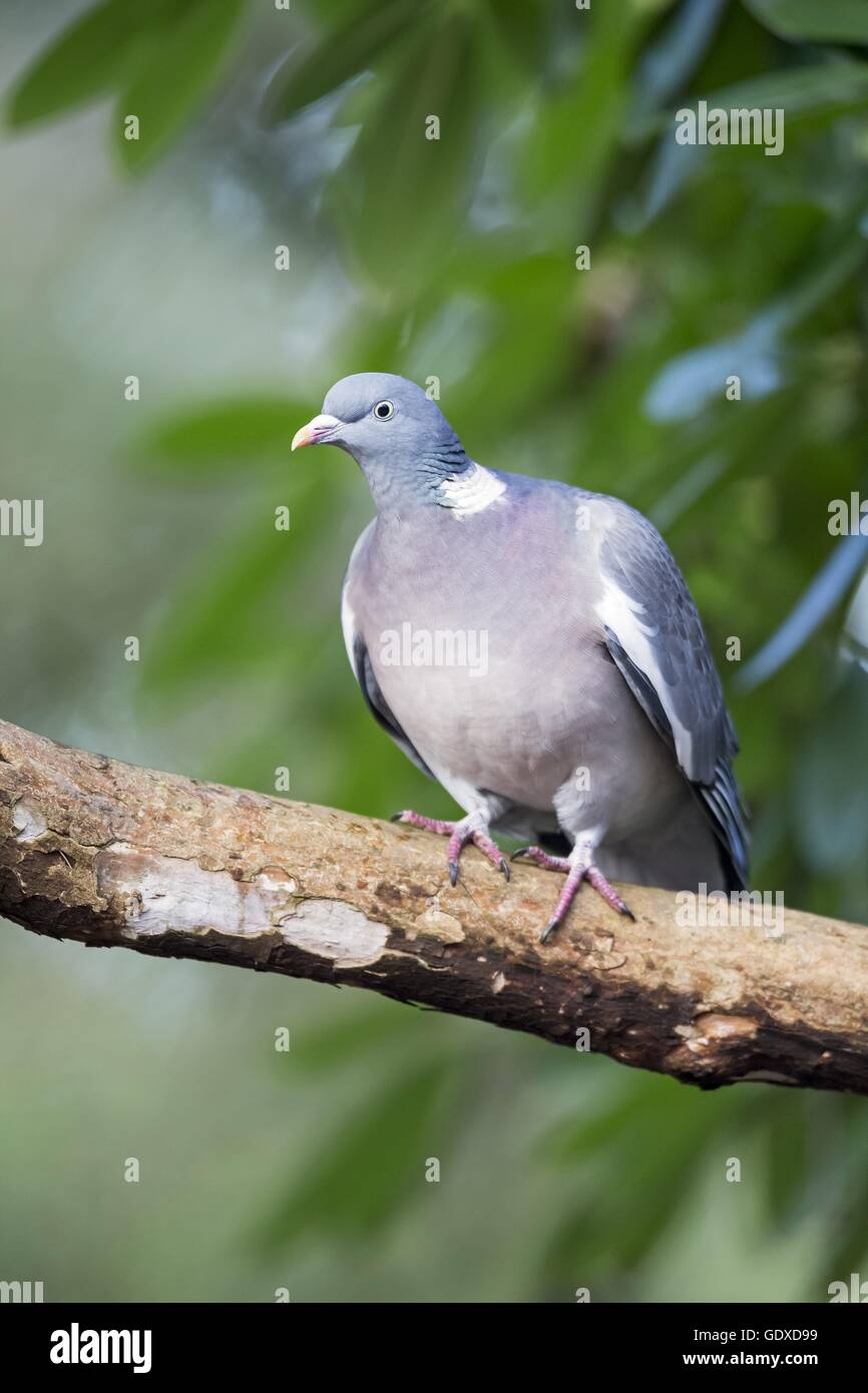 Culver culvers bird birds hires stock photography and images Alamy
