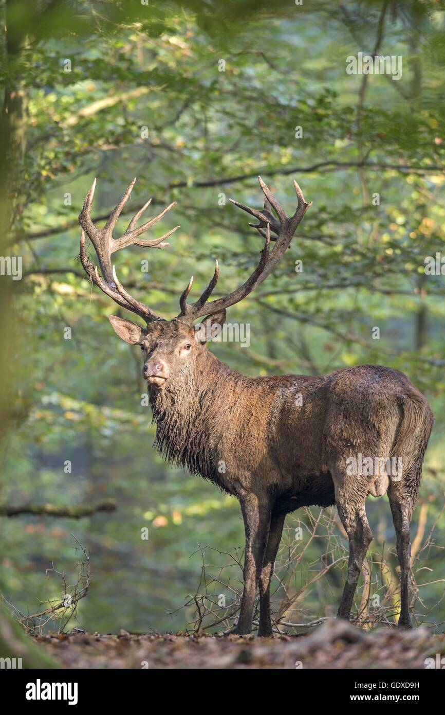 red deer Stock Photo