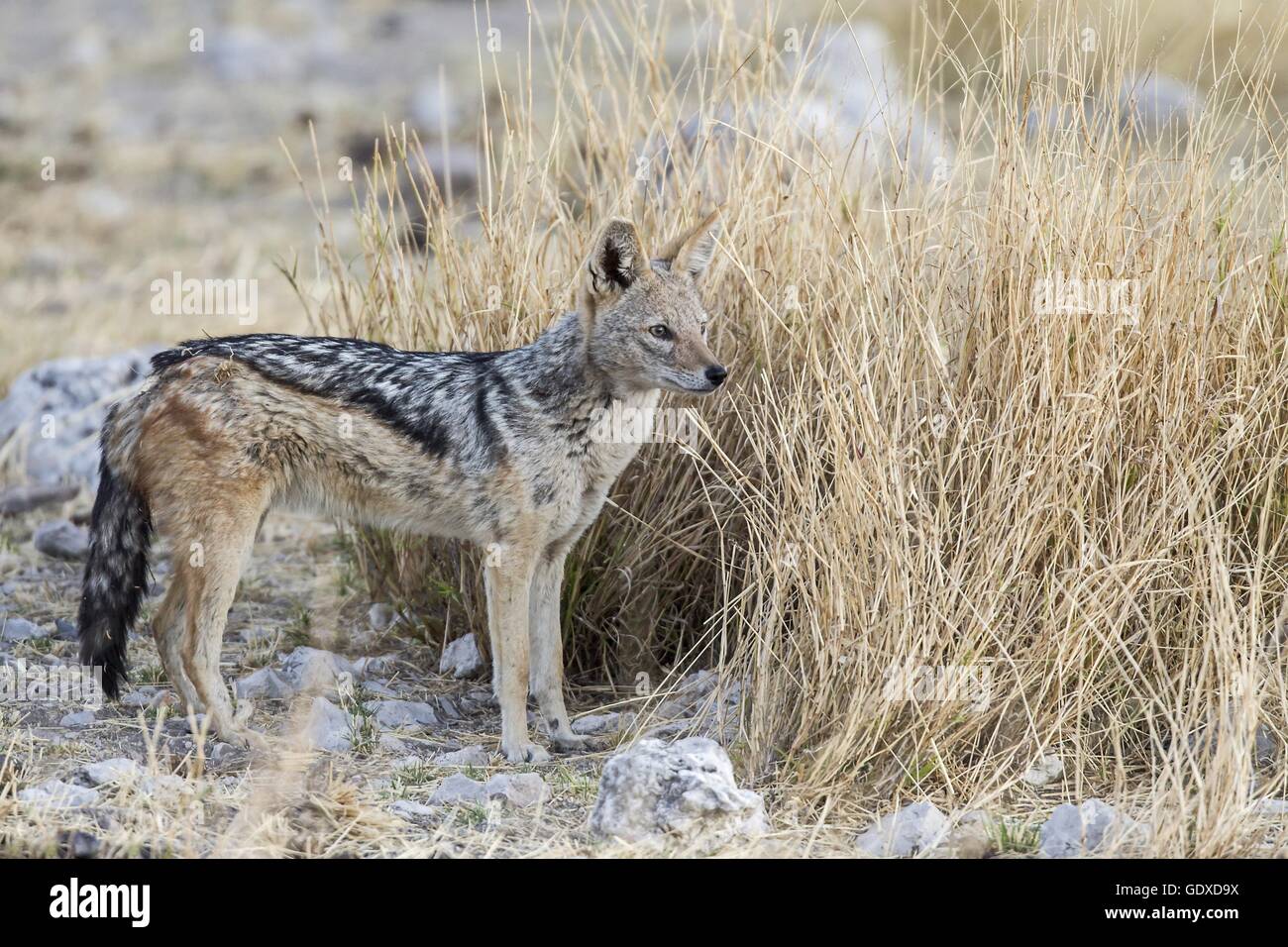 black-backed jackal Stock Photo