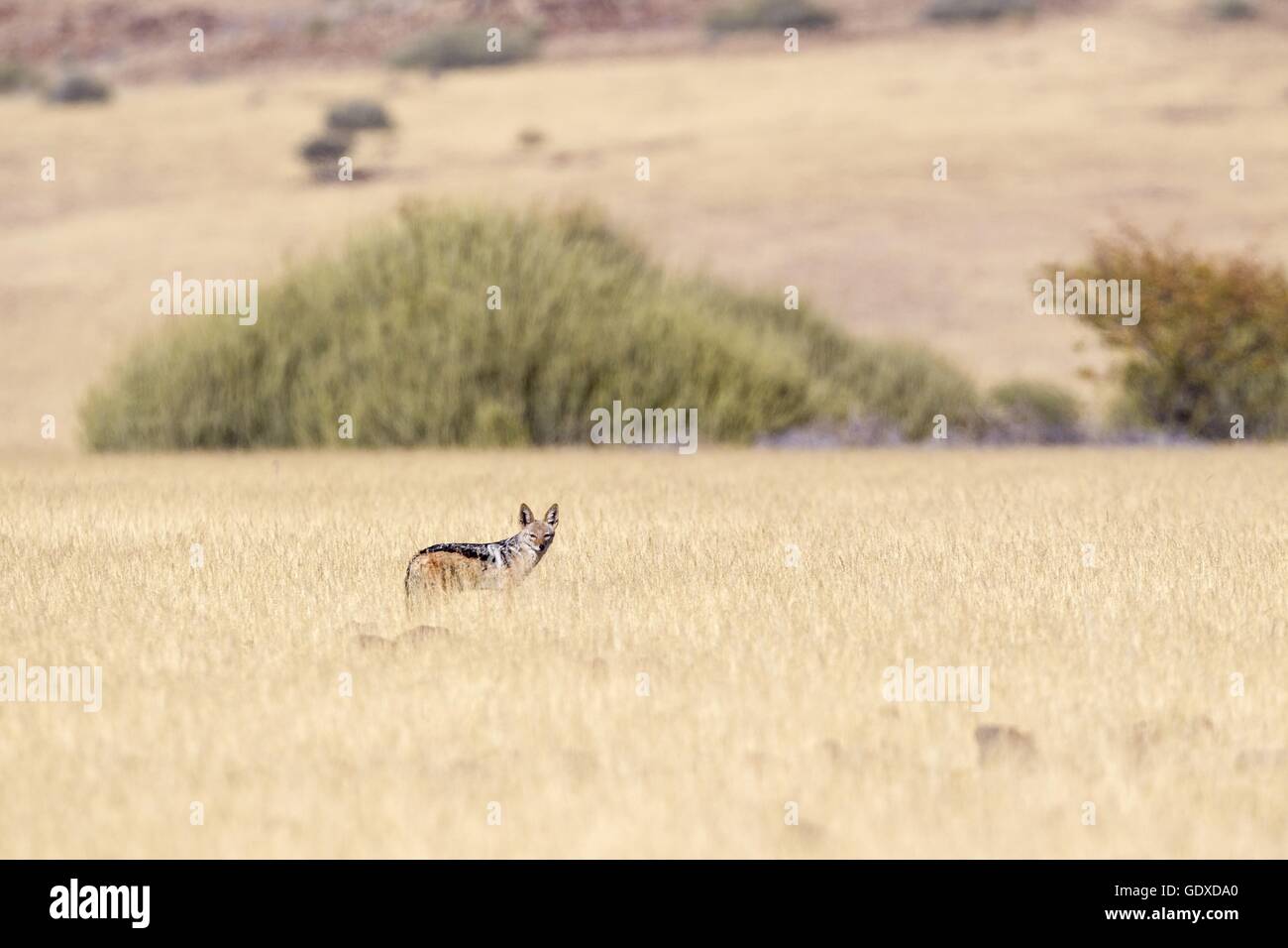 black-backed jackal Stock Photo