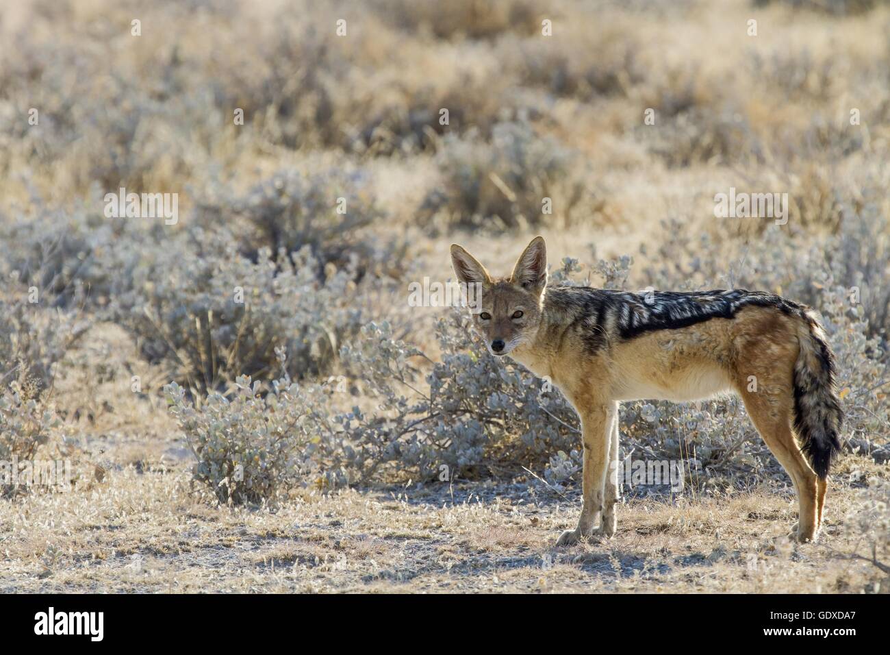 black-backed jackal Stock Photo