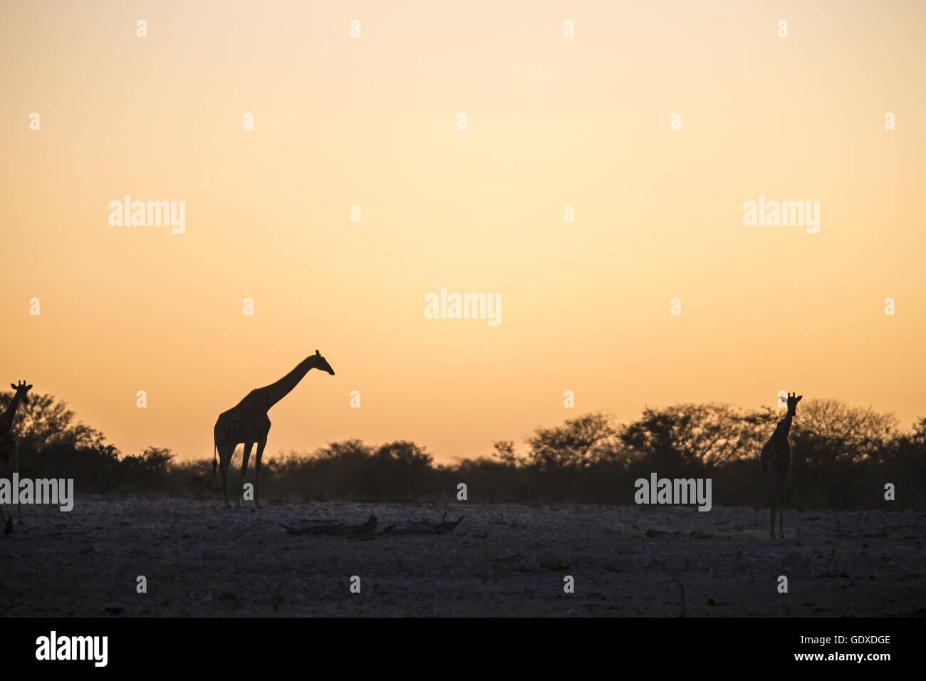 Angola Giraffes Stock Photo