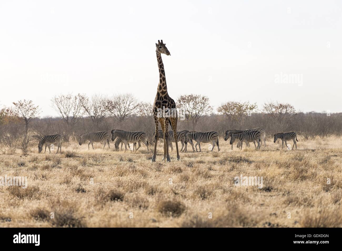 Angola Giraffe Stock Photo