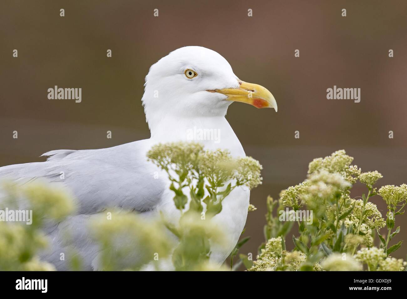 European herring gull Stock Photo Alamy