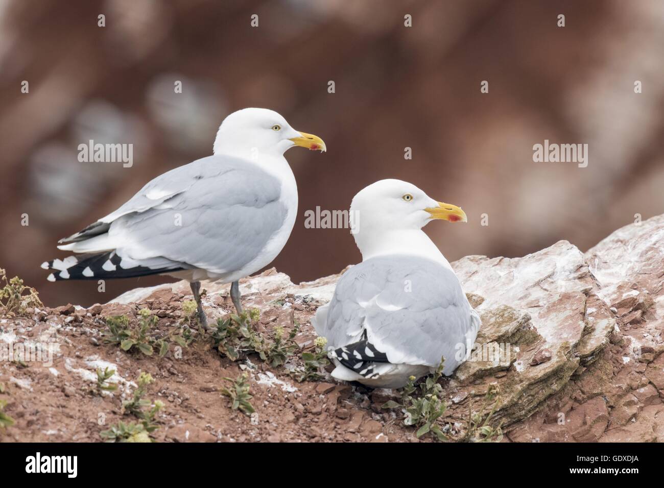 European herring gulls Stock Photo