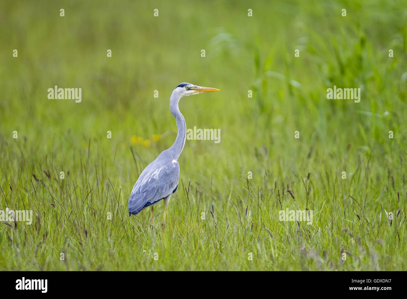 grey heron Stock Photo
