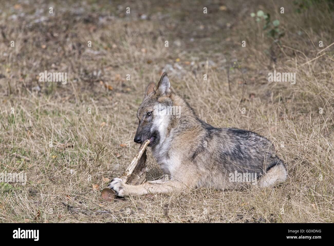 Greywolf greywolves hi-res stock photography and images - Alamy