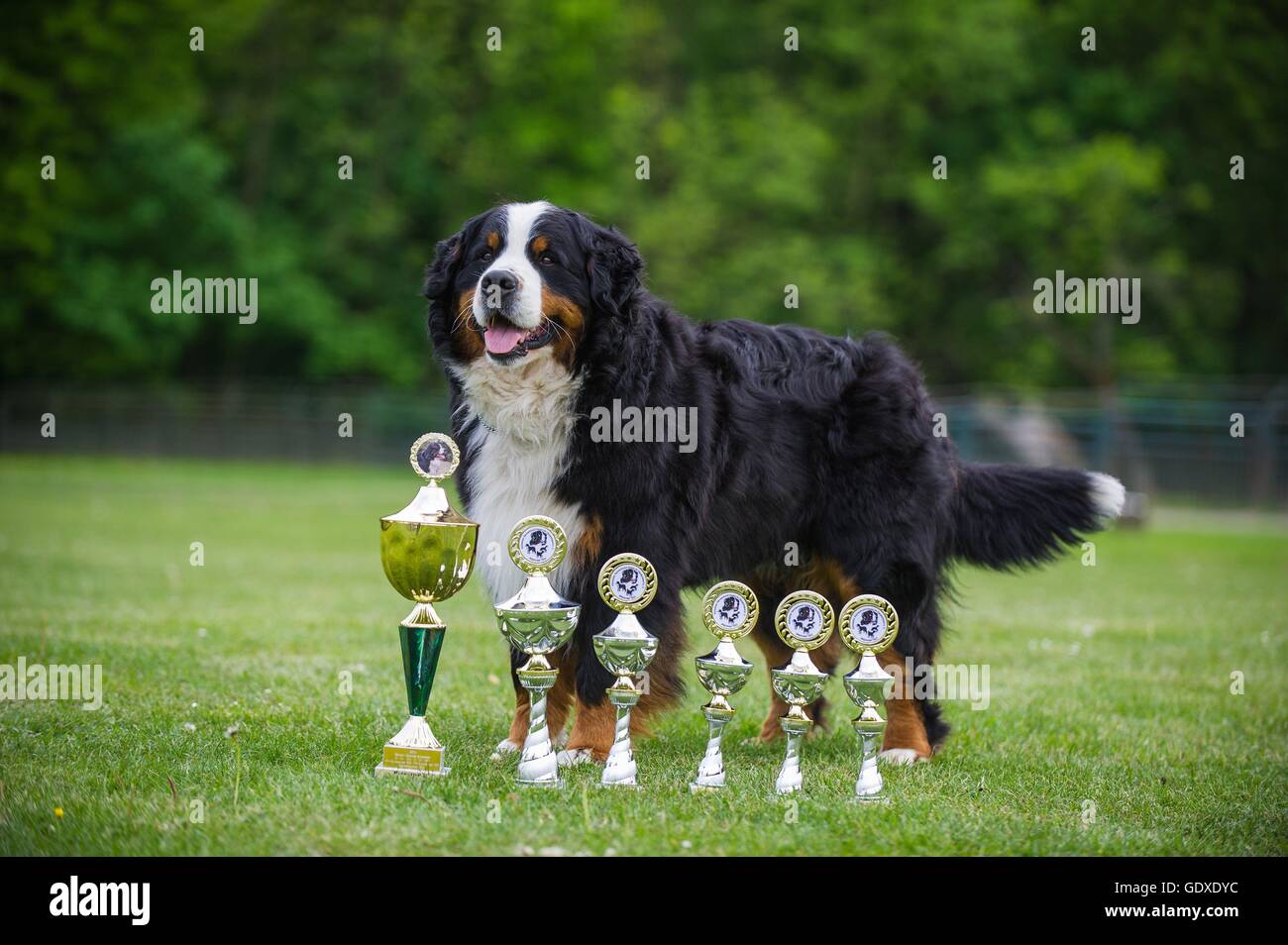 standing Bernese Mountain Dog Stock Photo - Alamy