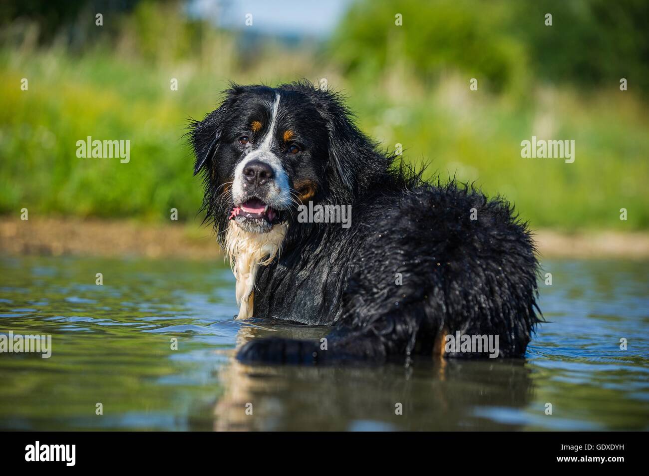 Bathing with pet dog hires stock photography and images Alamy