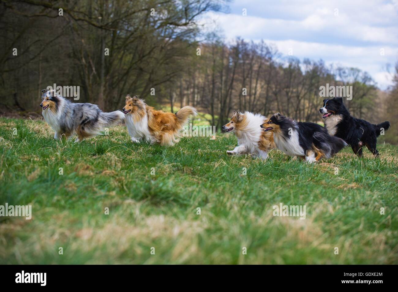 5 dogs hi-res stock photography and images - Alamy