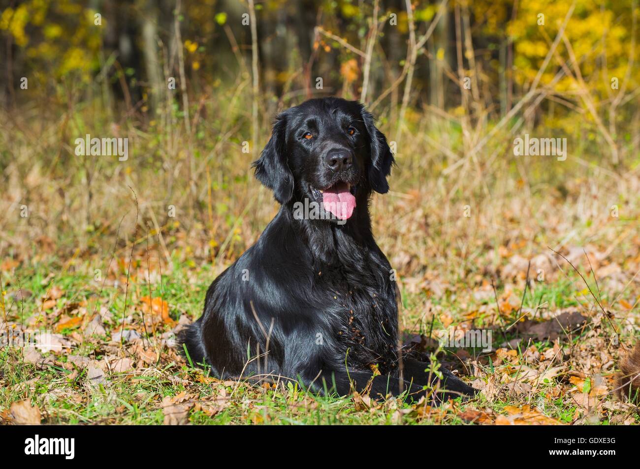 lying Flat Coated Retriever Stock Photo - Alamy