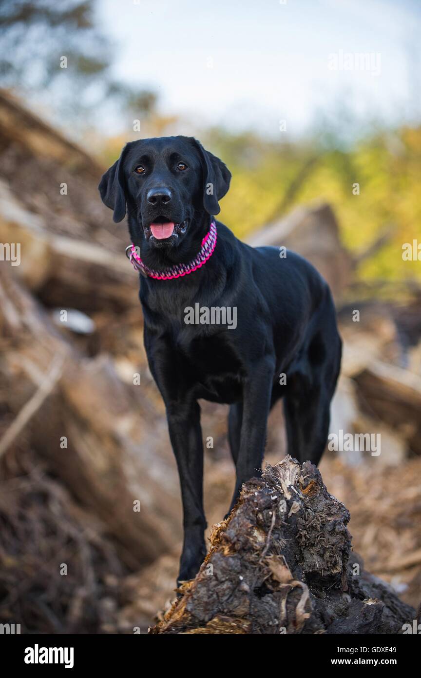 Black labrador retriever standing hires stock photography and images Alamy