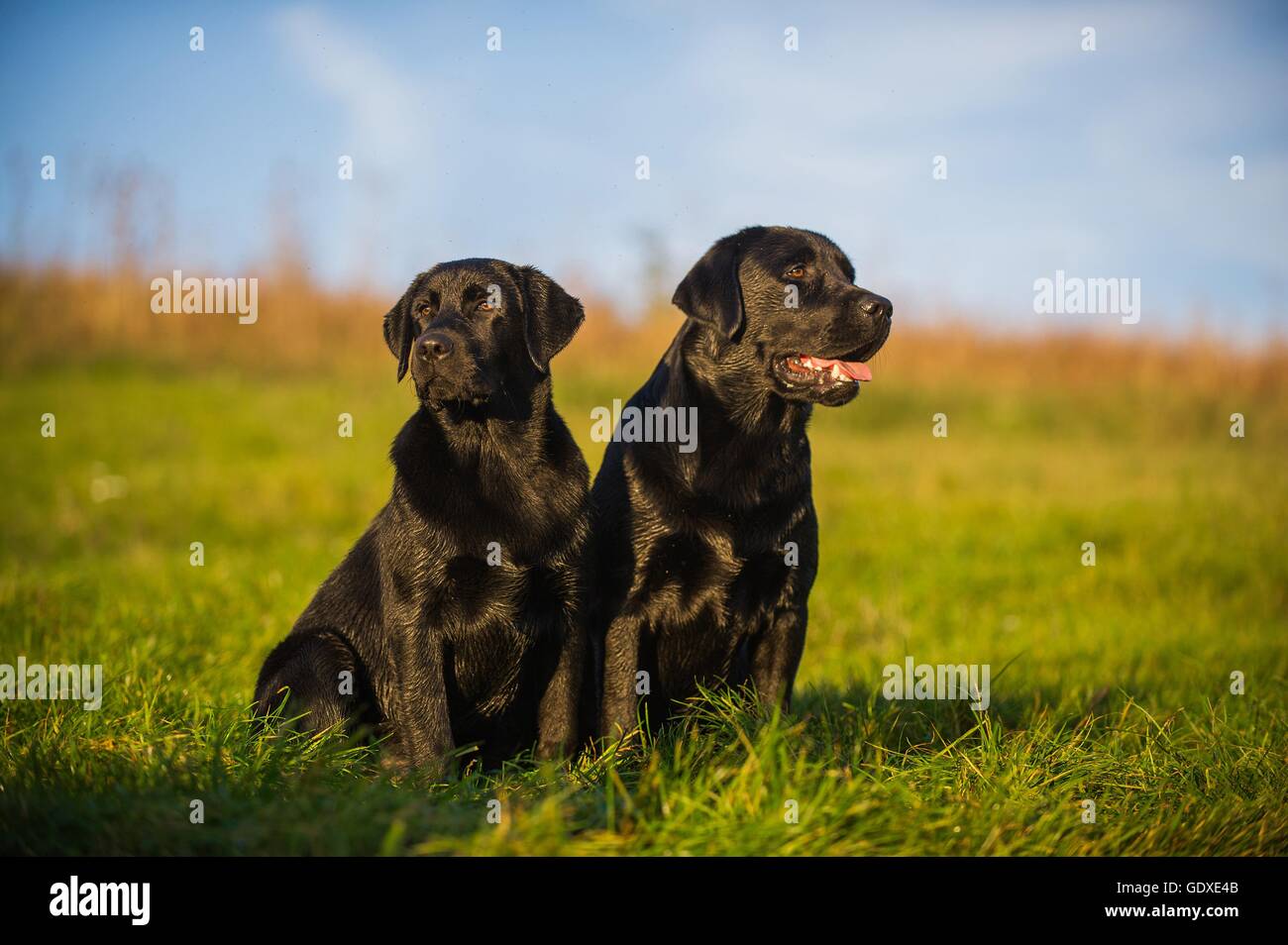 Two dogs black labrador retriever hires stock photography and images