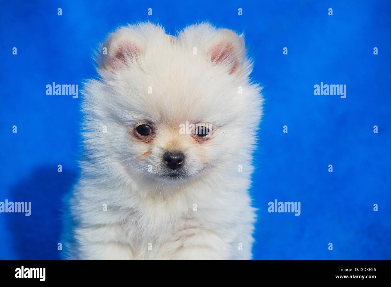 Pomchi Puppy Stock Photo 111834610 Alamy