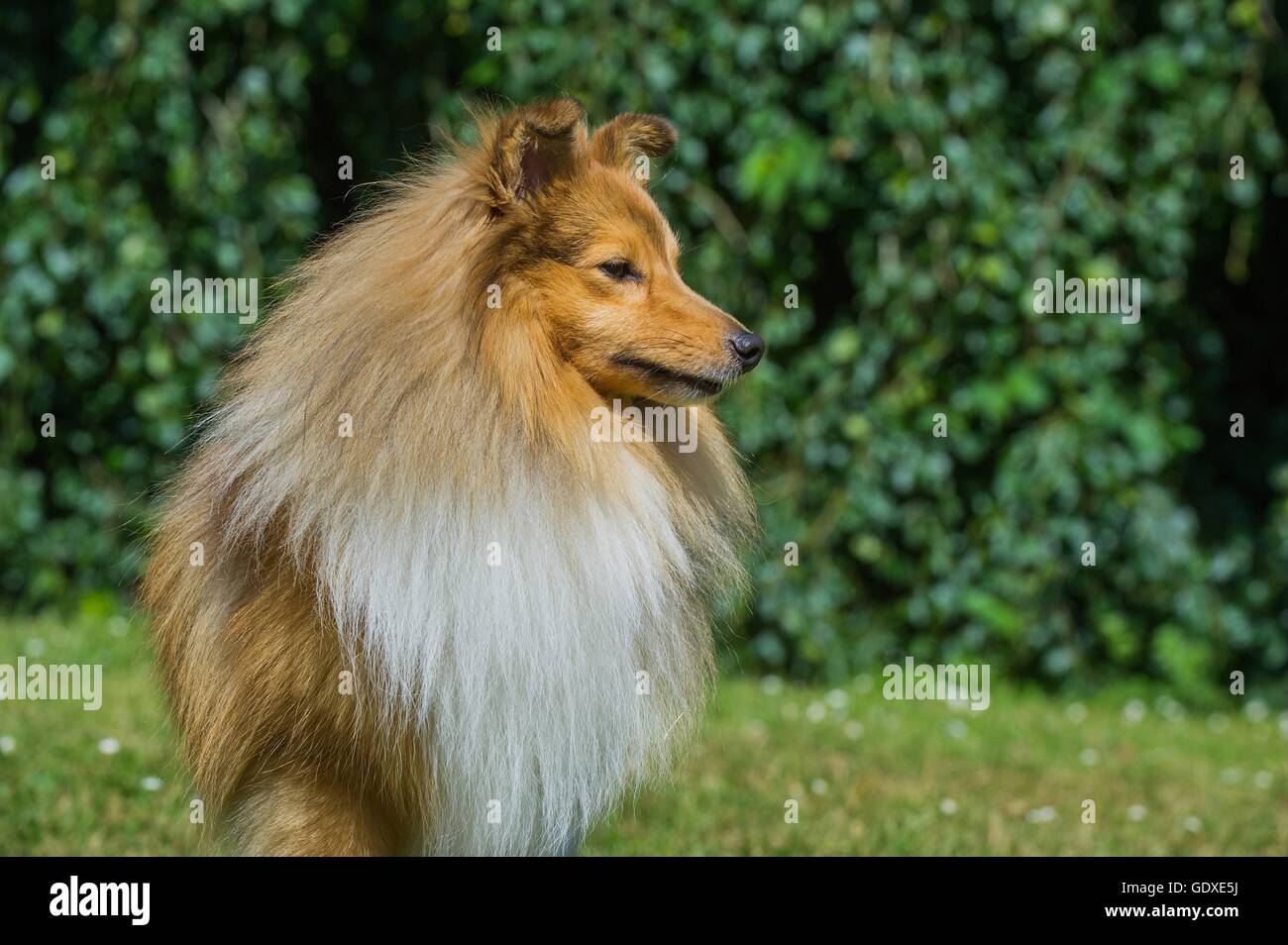 Shetland Sheepdog Portrait Stock Photo - Alamy