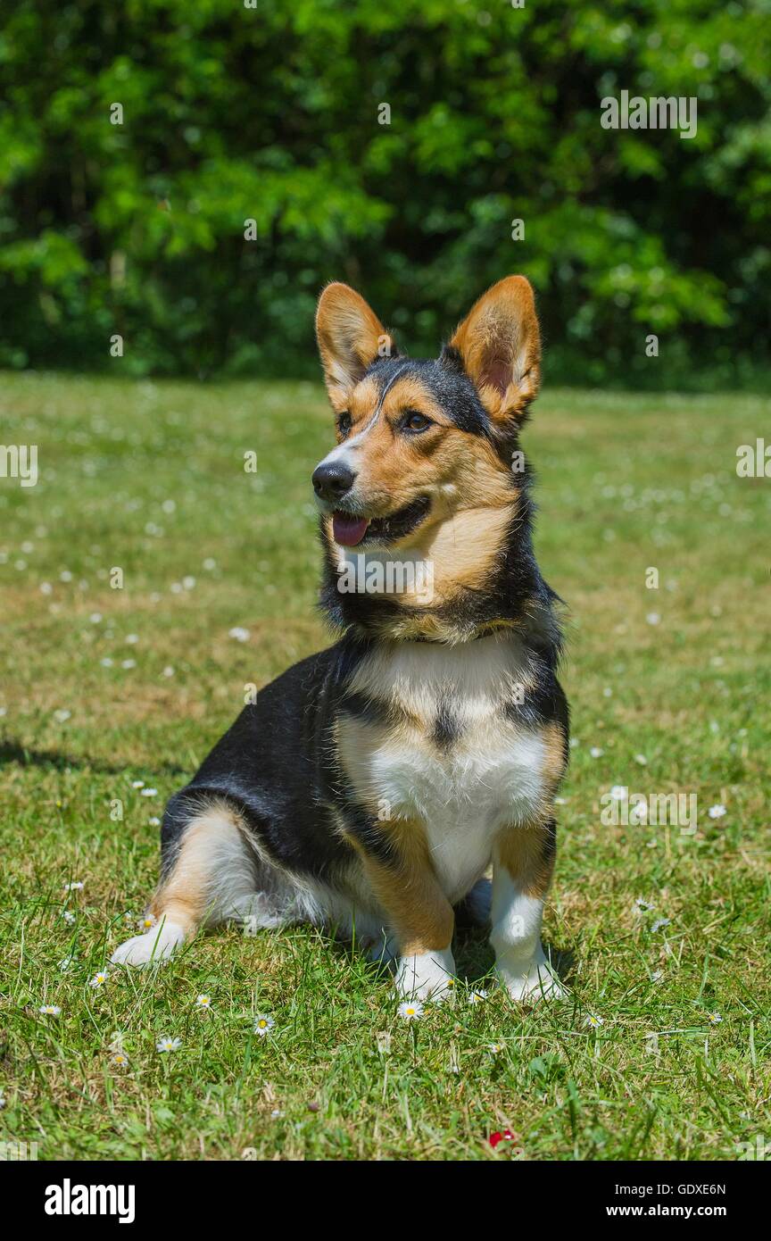 standing Welsh Corgi Cardigan Stock Photo