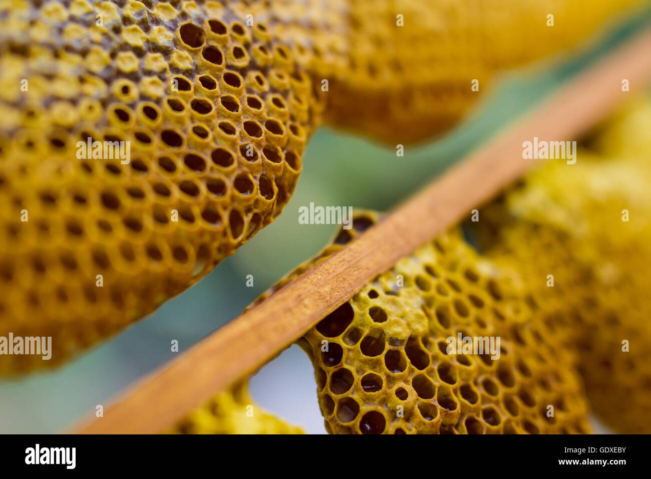 Honeycomb cells close-up with honey Stock Photo