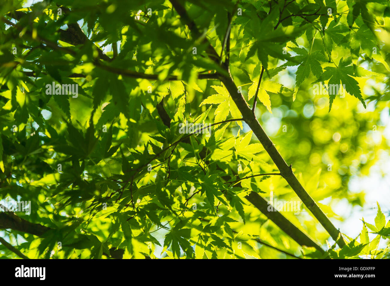 Green maple leaves Stock Photo