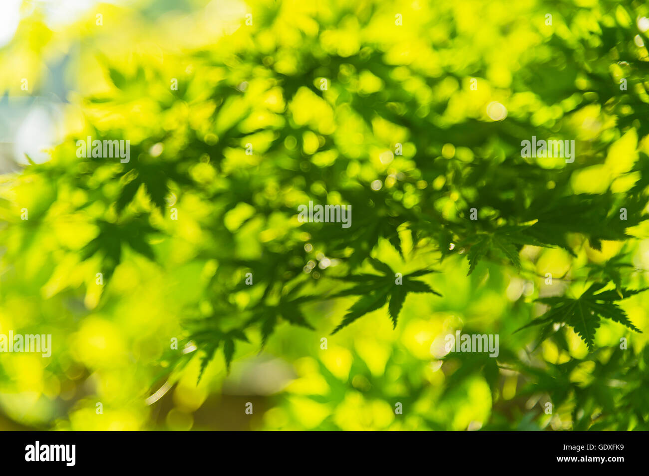 Blurred green maple leaves Stock Photo