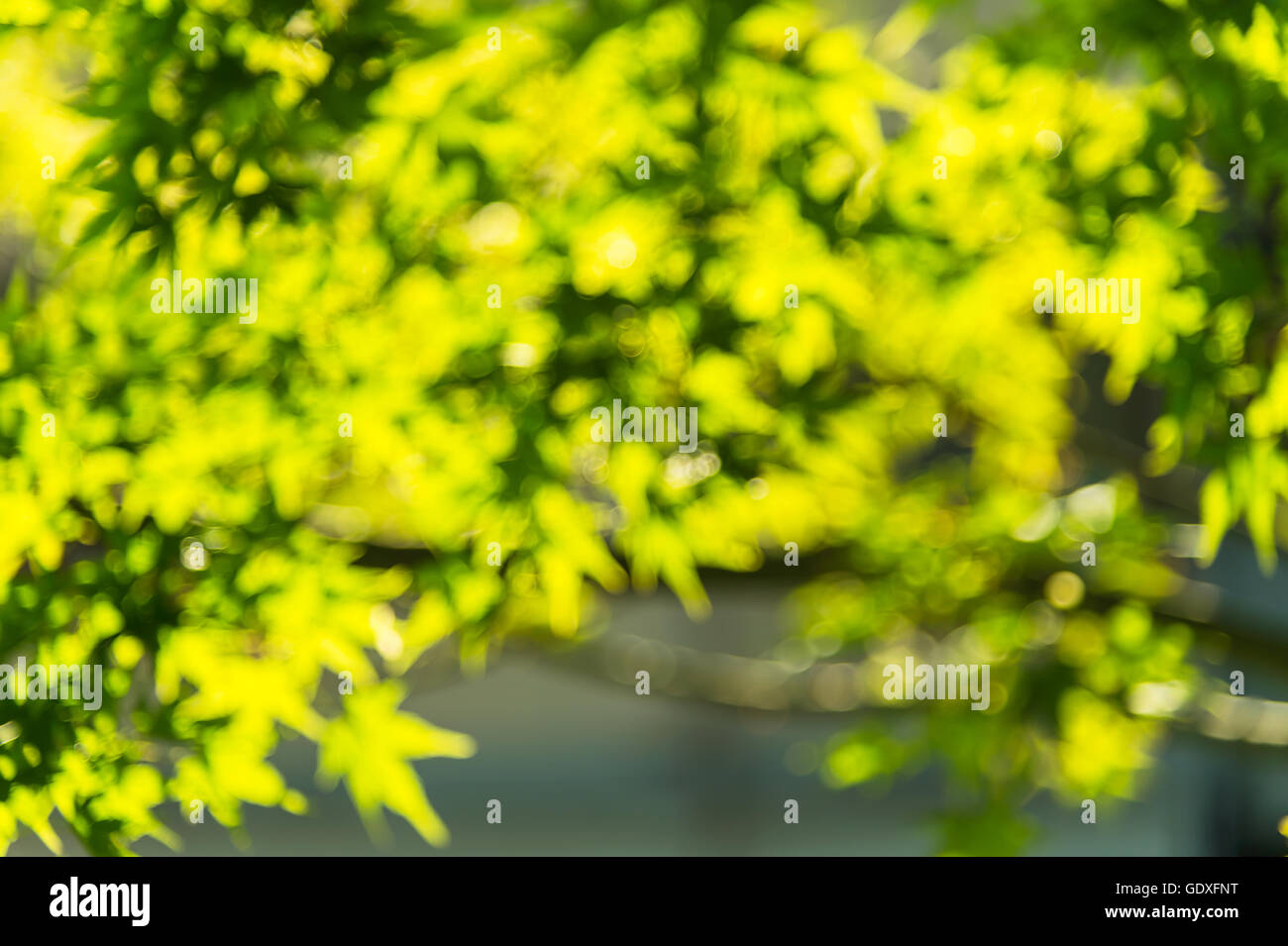 Blurred green maple leaves Stock Photo