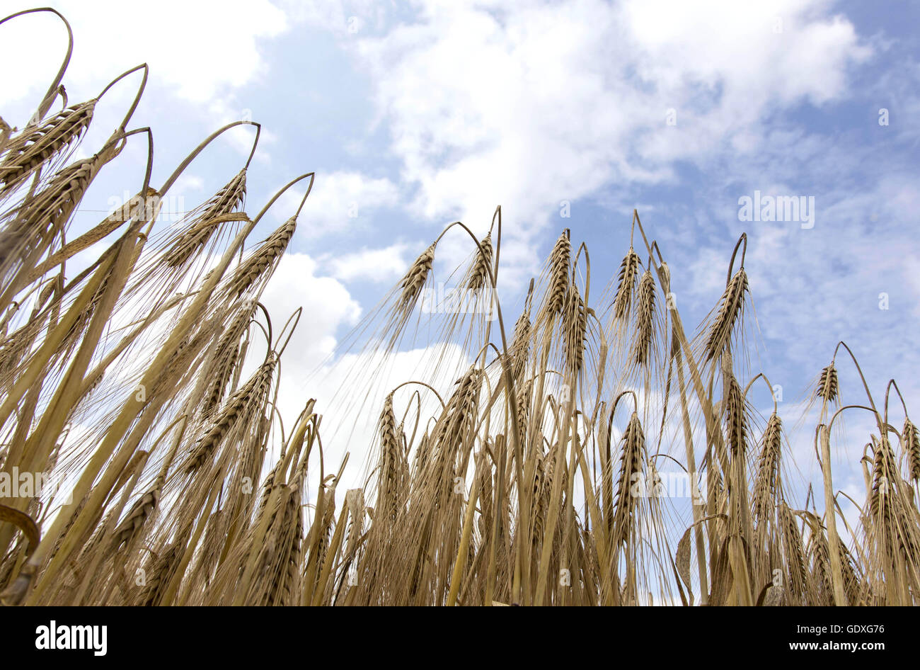 Close up of barley in Nauen, Germany, 2014 Stock Photo Alamy