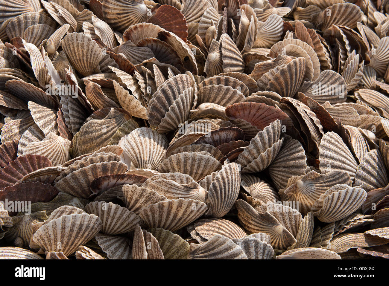 Discarded scallop shells Stock Photo