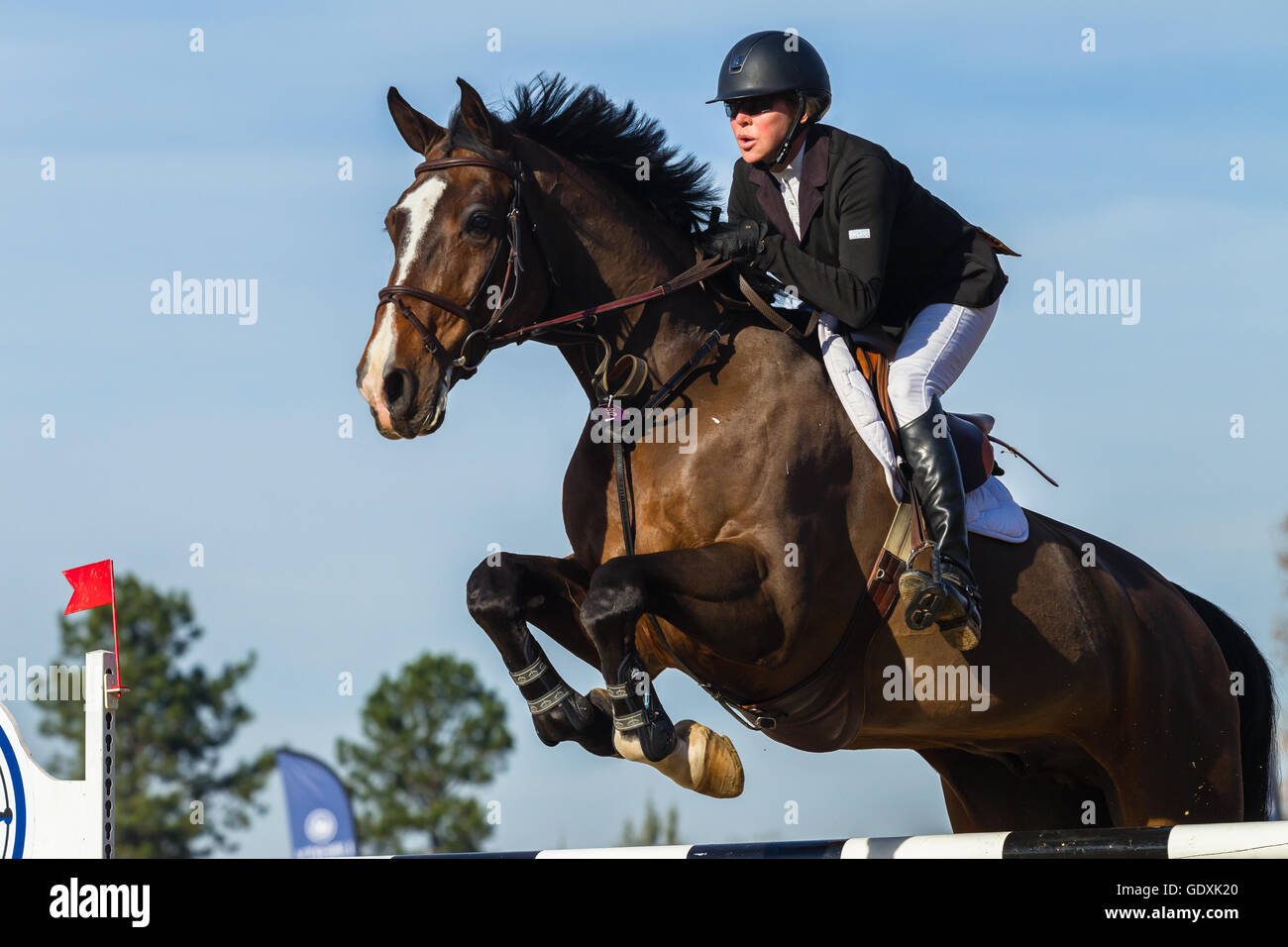 Rider horse equestrian show jumping action in arena Stock Photo - Alamy