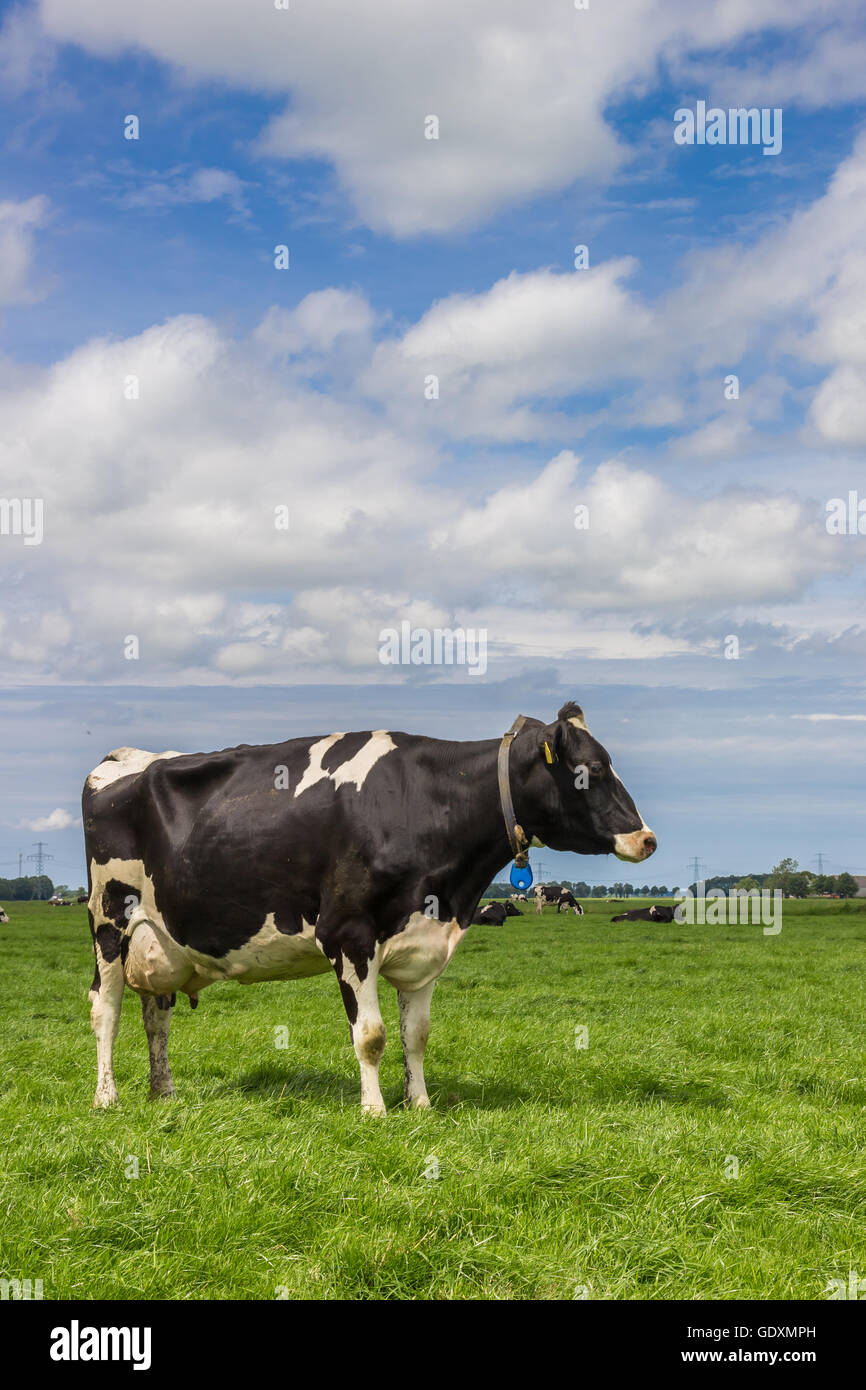 Dutch landscape with a black and white cow in a green meadow Stock ...