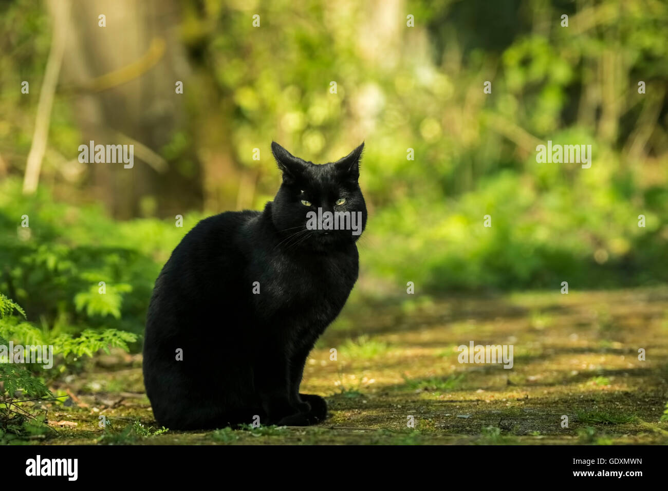 black cat in forest