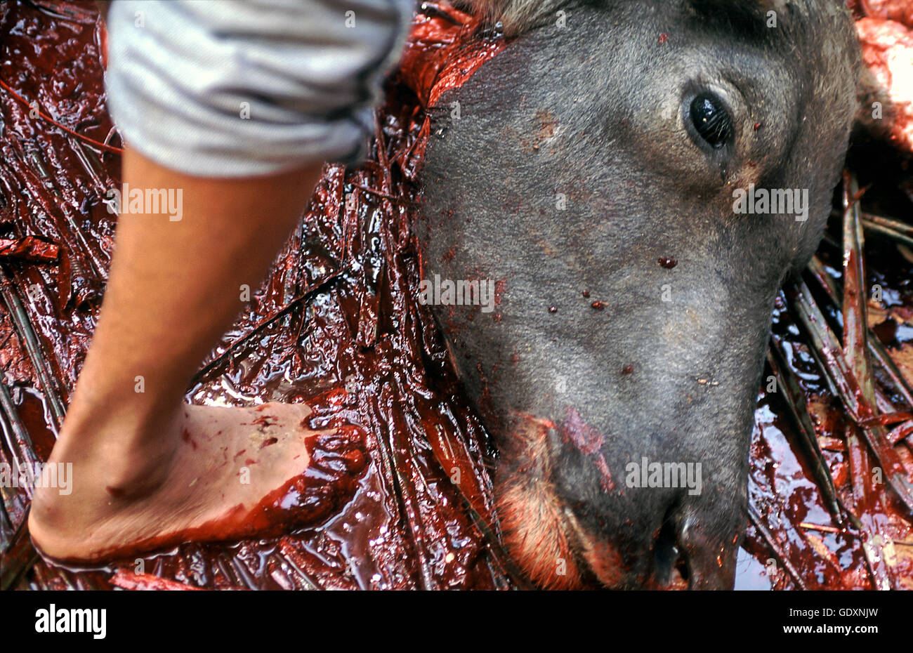 Toraja buffalo sacrifice Stock Photo