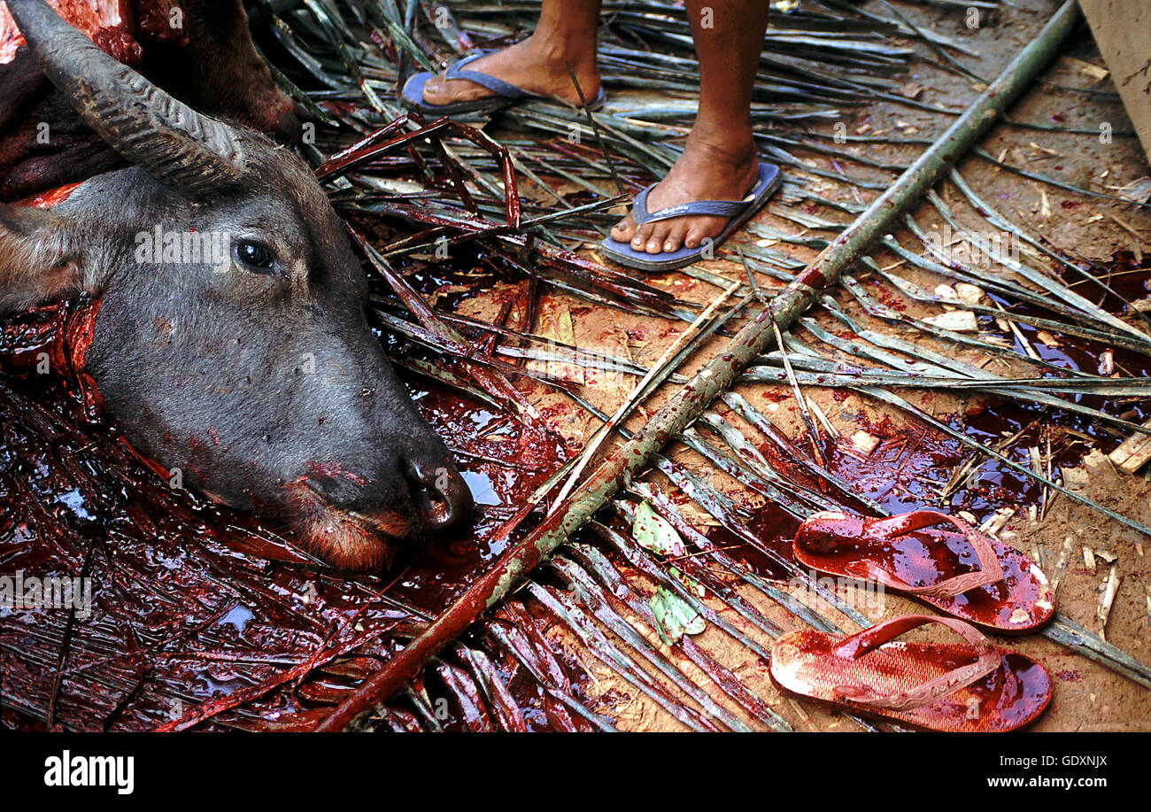 Toraja buffalo sacrifice Stock Photo