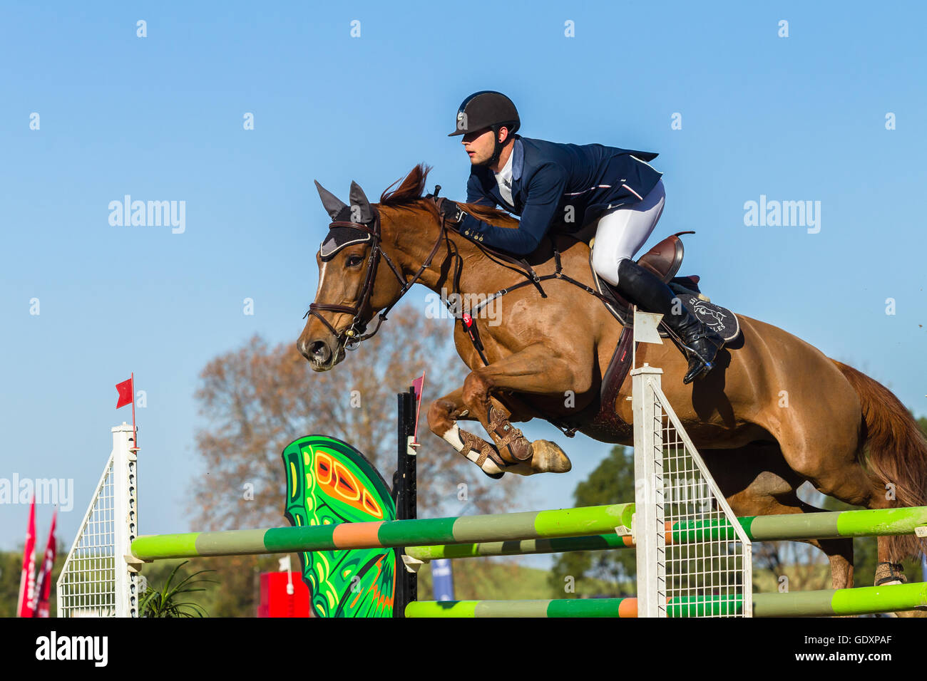 Rider horse equestrian show jumping action in arena Stock Photo - Alamy