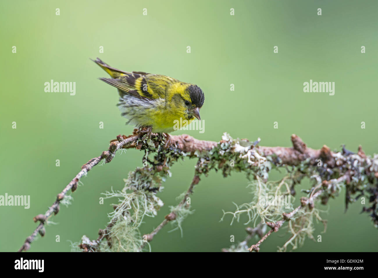 Siskin (cardeulis spinus) perched on a twig Stock Photo