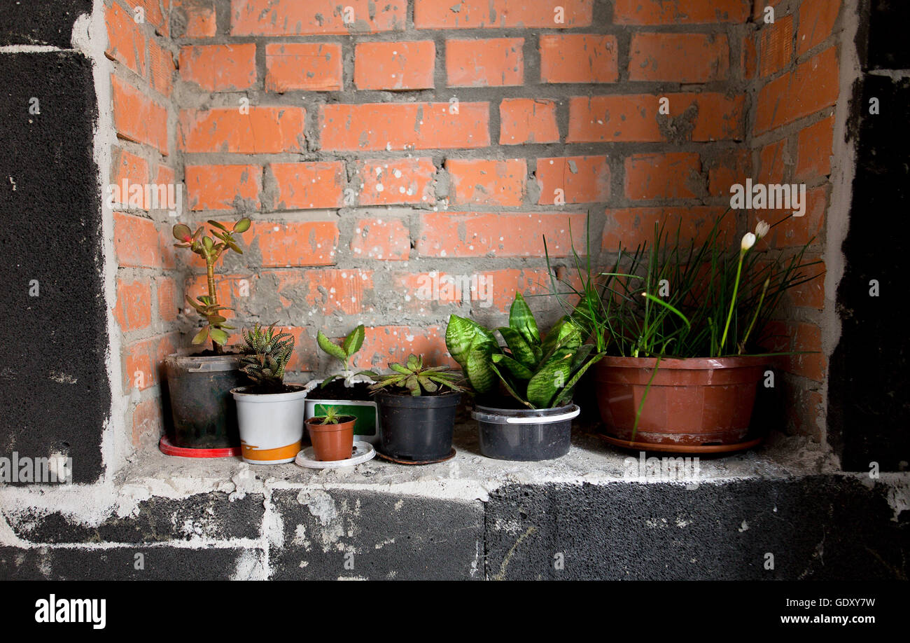 Pots of plants near wall Stock Photo Alamy