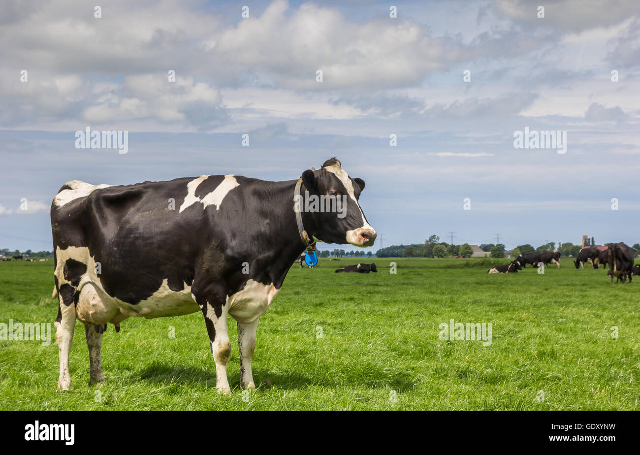 Dutch landscape with a black and white cow in a green meadow Stock ...