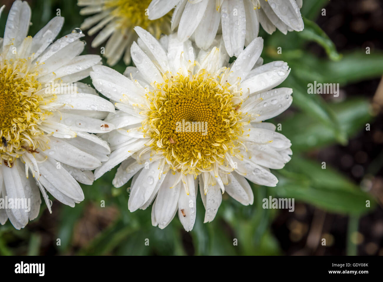 Shasta Daisy flowers. Leucanthemum x superbum Real Glory Stock Photo