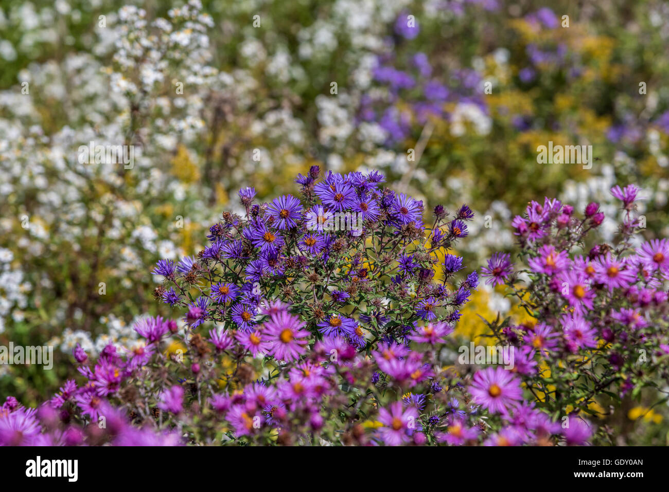 Purple wild flowers. New England Aster. Symphyotrichum NovaeAngliae